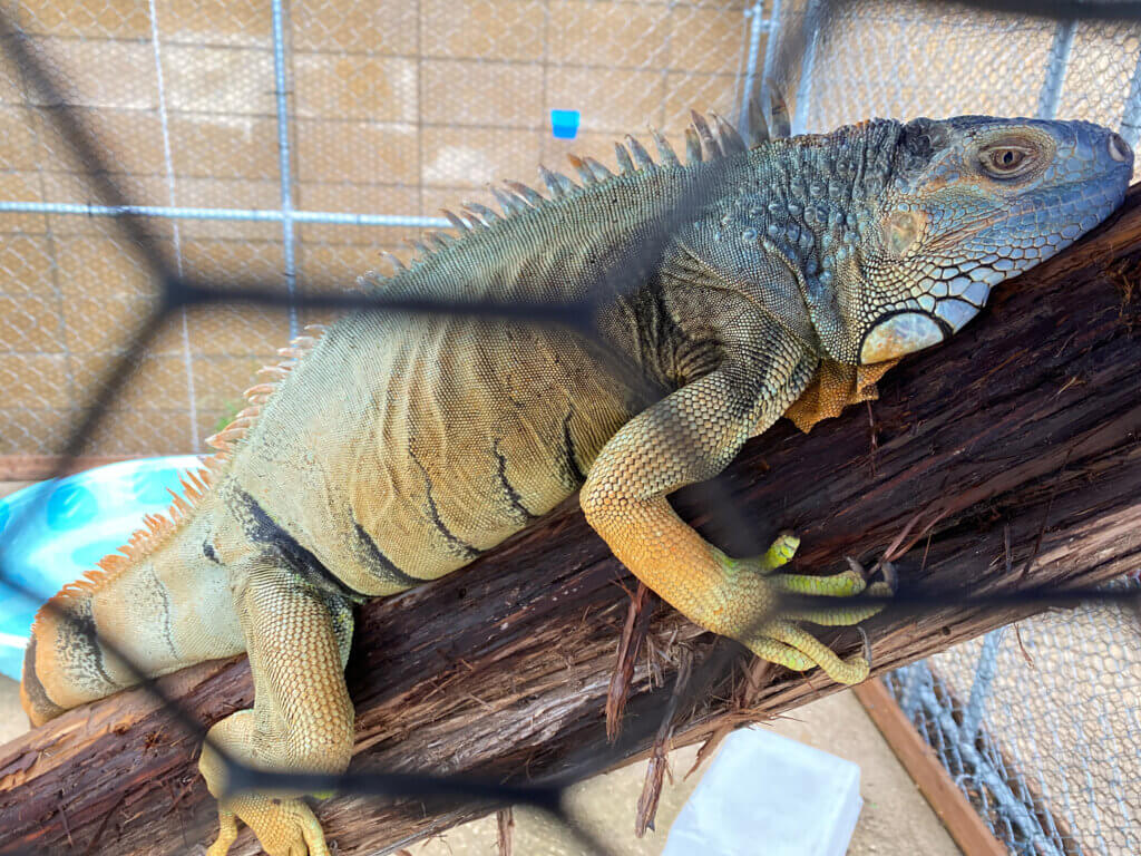 PETA Investigation Igor Iguana Left Outside Die Austin Aquarium