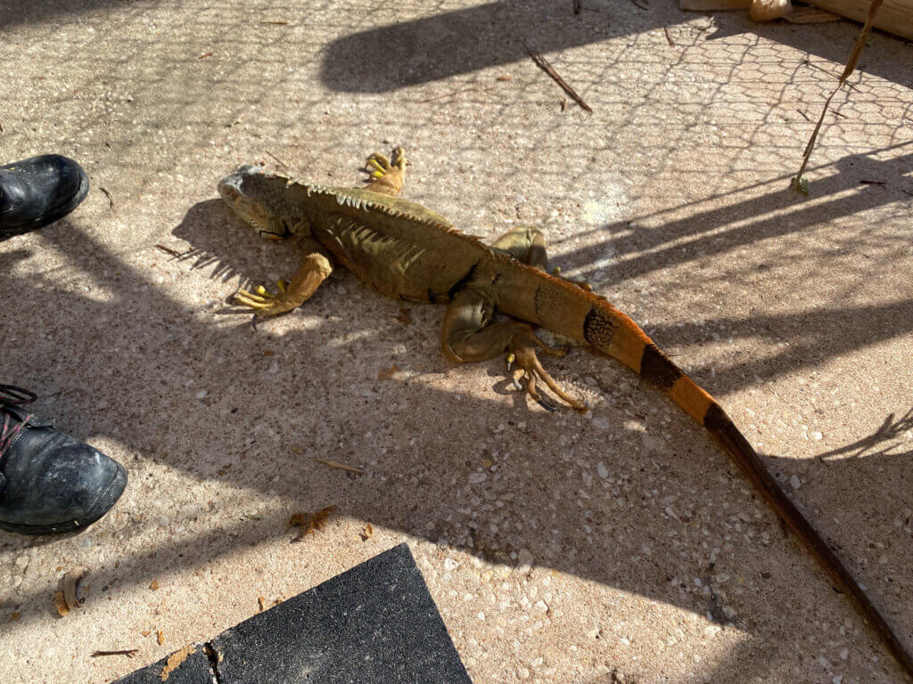 Austin Aquarium Dead Iguana Remains