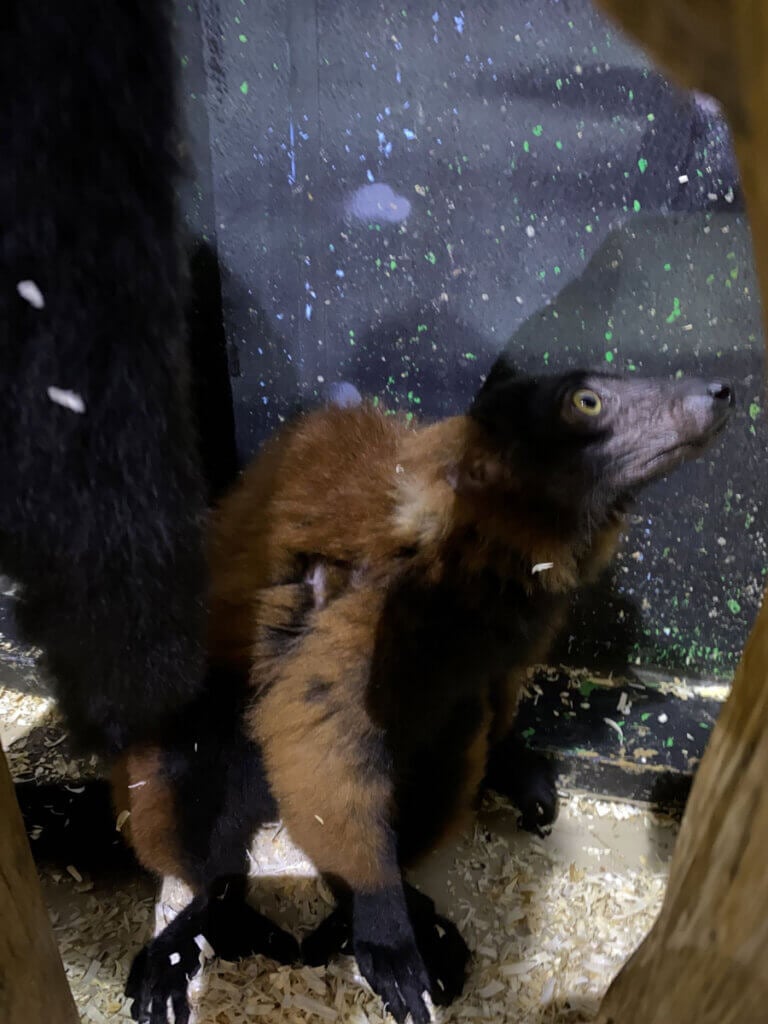 PETA investigation red ruffed lemur