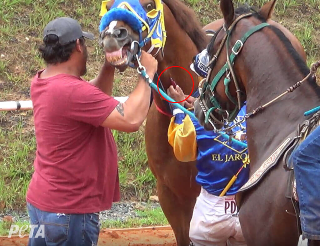 horse injected in neck before race
