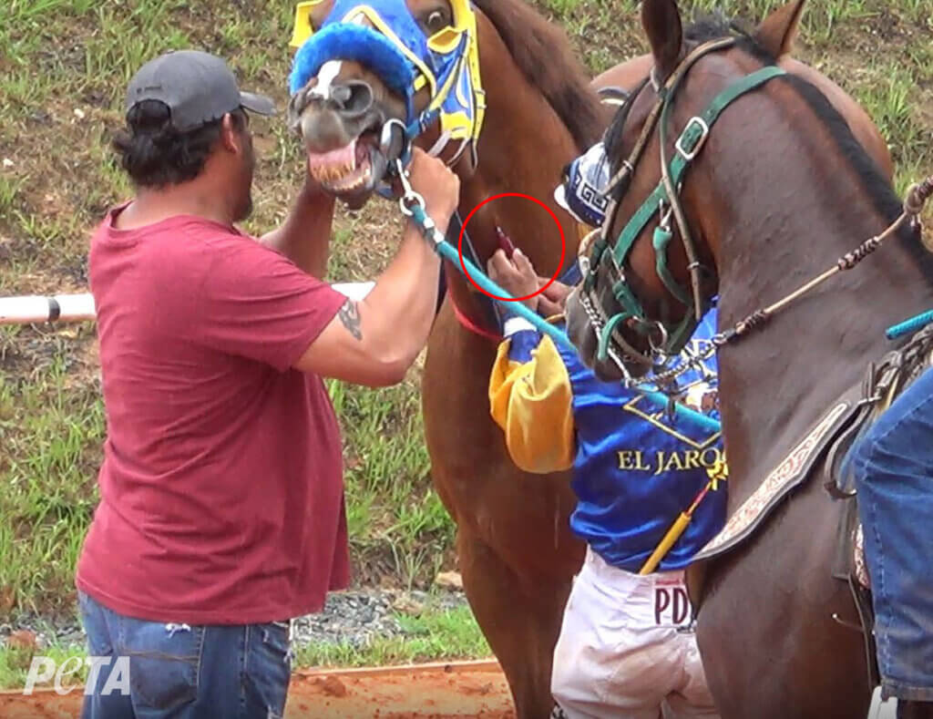 https://investigations.peta.org/wp-content/uploads/2022/07/man-injecting-horse-neck-1024x789.jpg