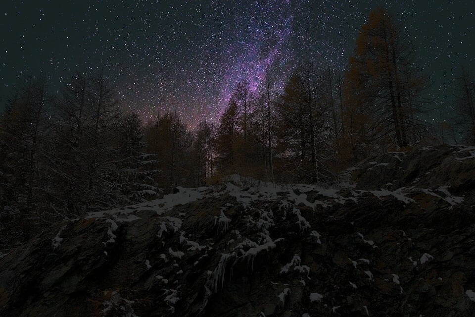winter forest night background scene