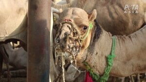 https://investigations.peta.org/wp-content/uploads/2022/10/Egypt-Camel-Suffering-PO-300x169.jpeg