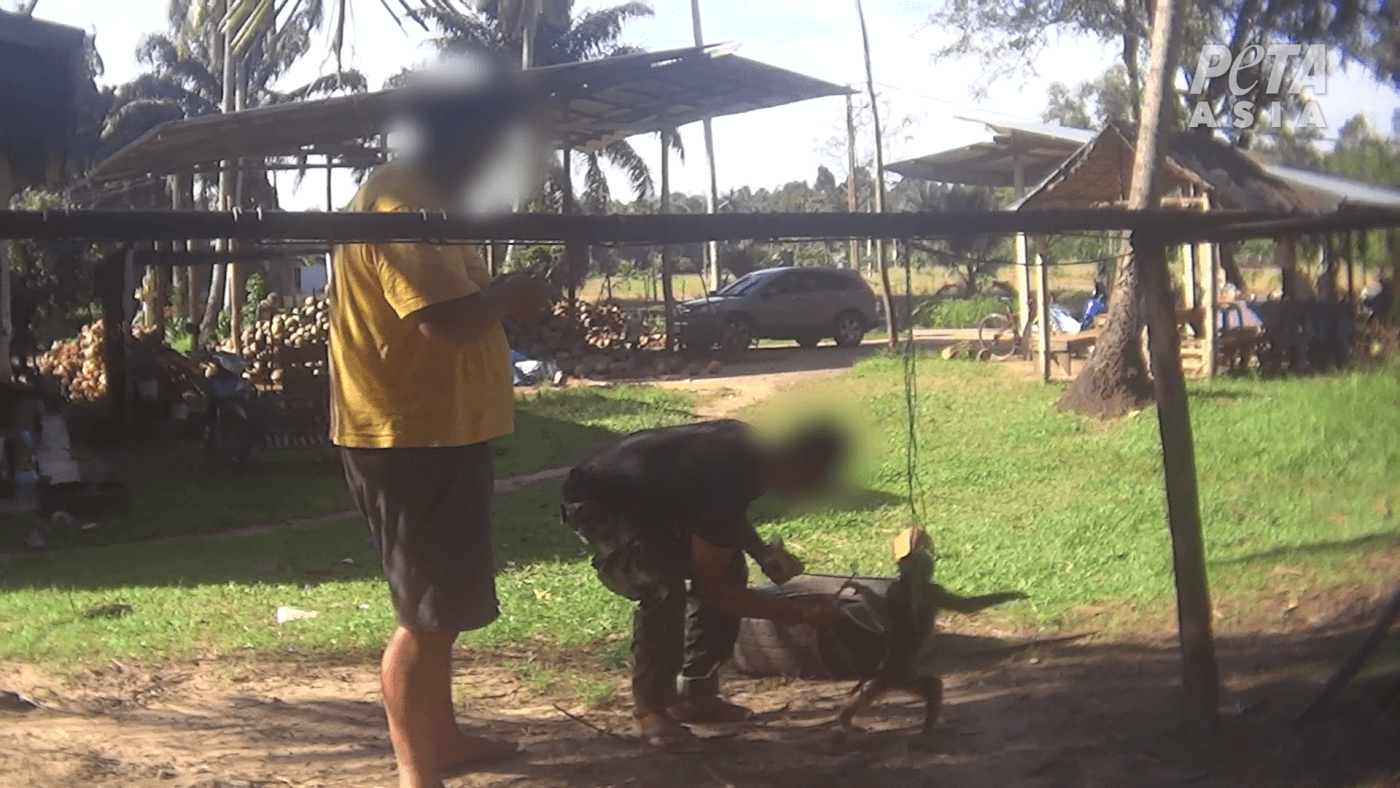 Monkey beaten Exposed: Thai Coconut Industry Abuses Primates