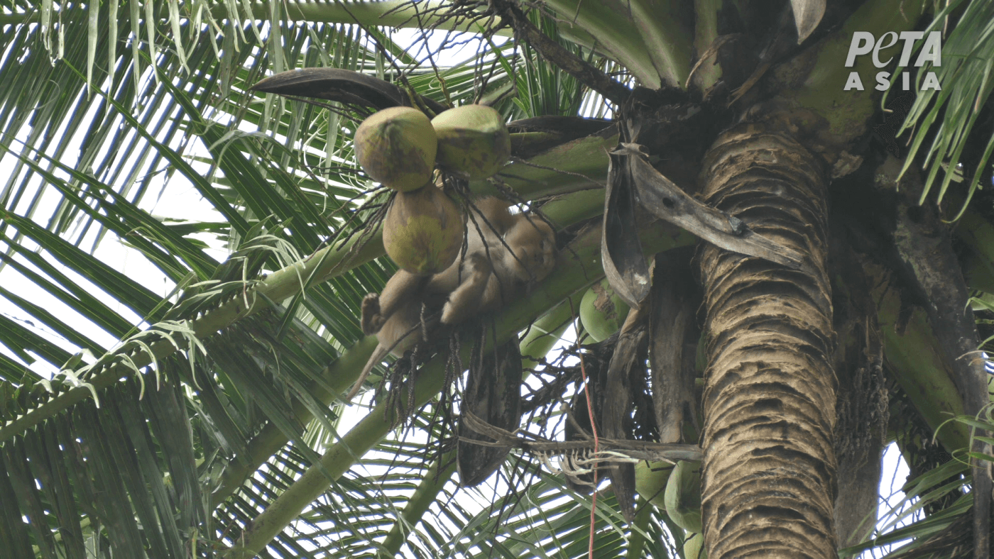 https://investigations.peta.org/wp-content/uploads/2022/10/Monkey-picking-coconuts-2.png