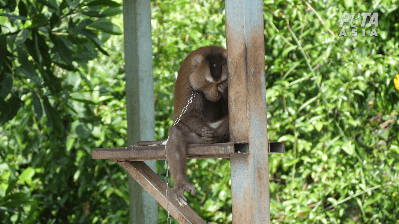 UK shop ban has caused monkey labour to become 'almost non