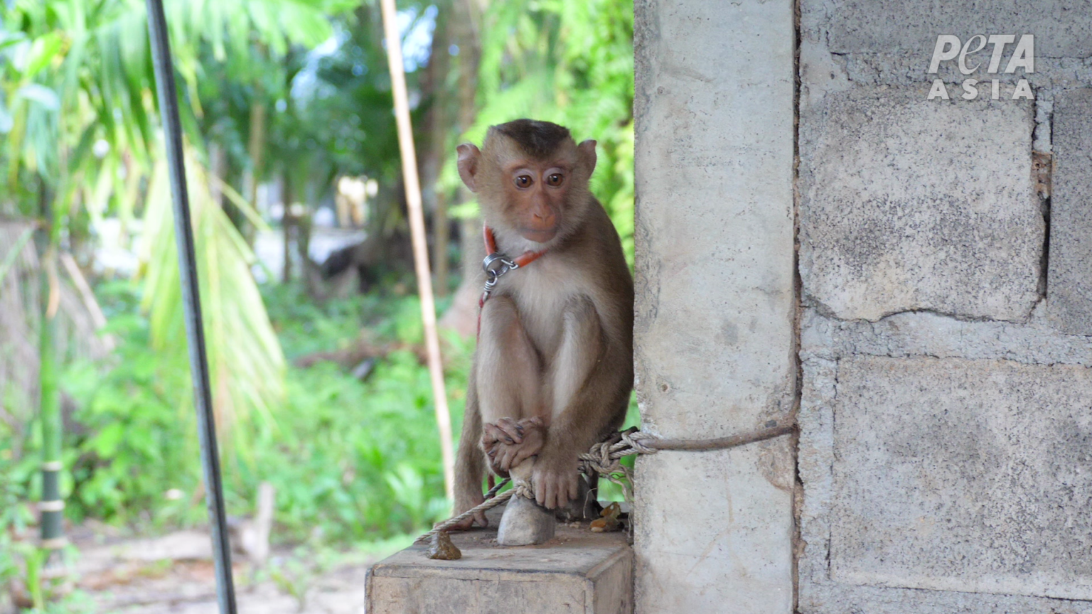 Monkeys chained 5 Urge Whole Foods to Ban the Sale of Coconut Milk From Thailand
