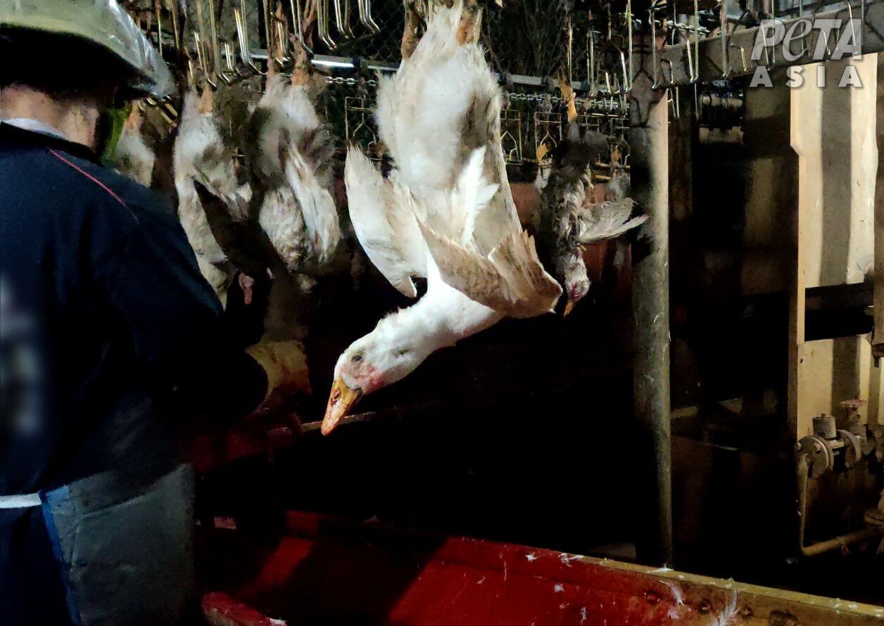 Vietnam down invest homepage feature image Ducks Stabbed, Legs Cut Off for ‘Responsible’ Down