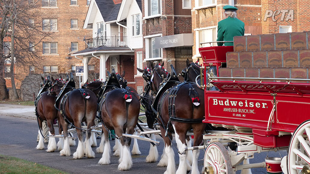 Budweiser Clydesdales parade. The horses have amputated tails.