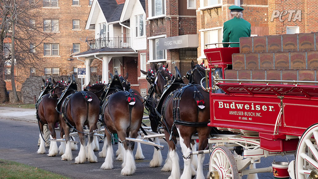 The Anheuser-Busch Clydesdales through the years