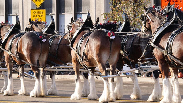 Budweiser Clydesdale horses parade.