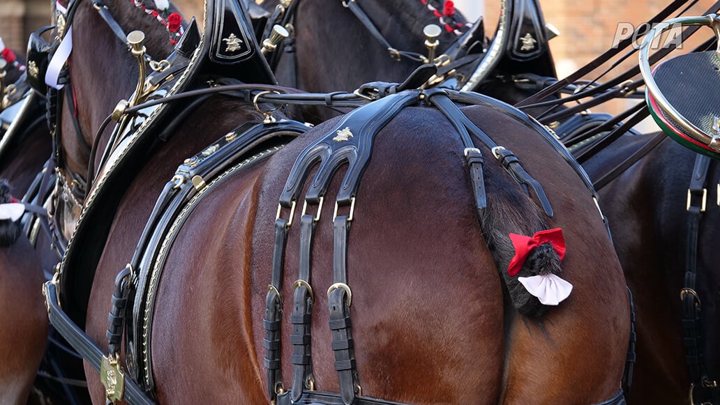 A horse in the Budweiser Clydesdales parade.