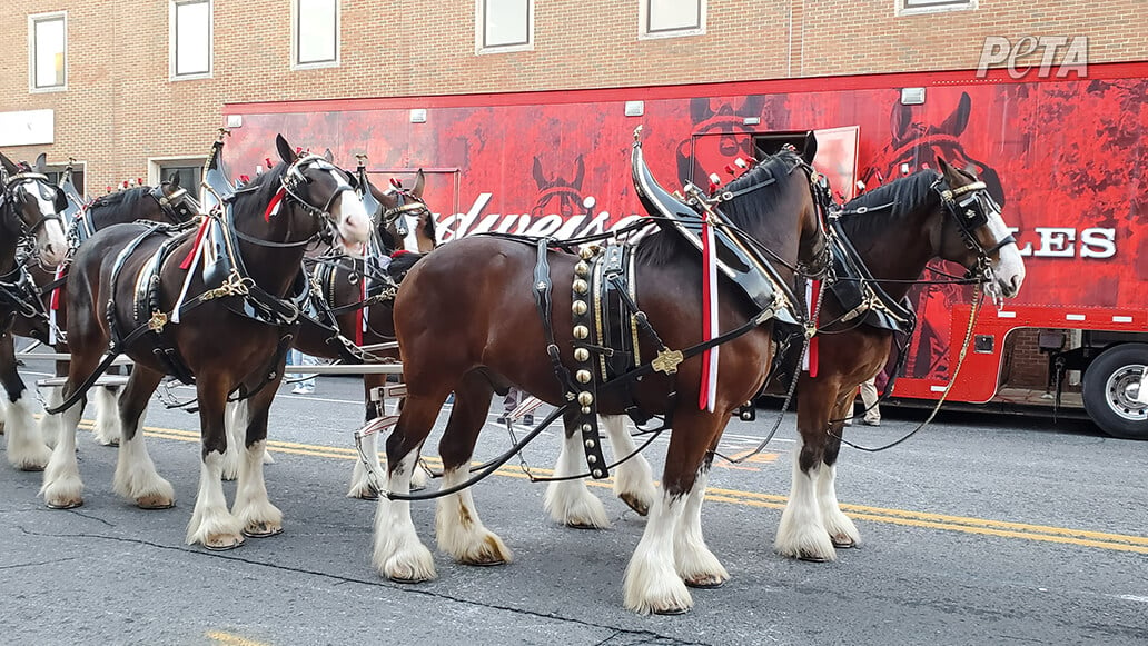 Budweiser Clydesdales with severed tailbones in a parade.