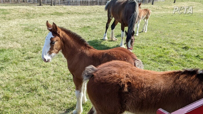 Budweiser Clydesdale Foals. One has a very short tail.
