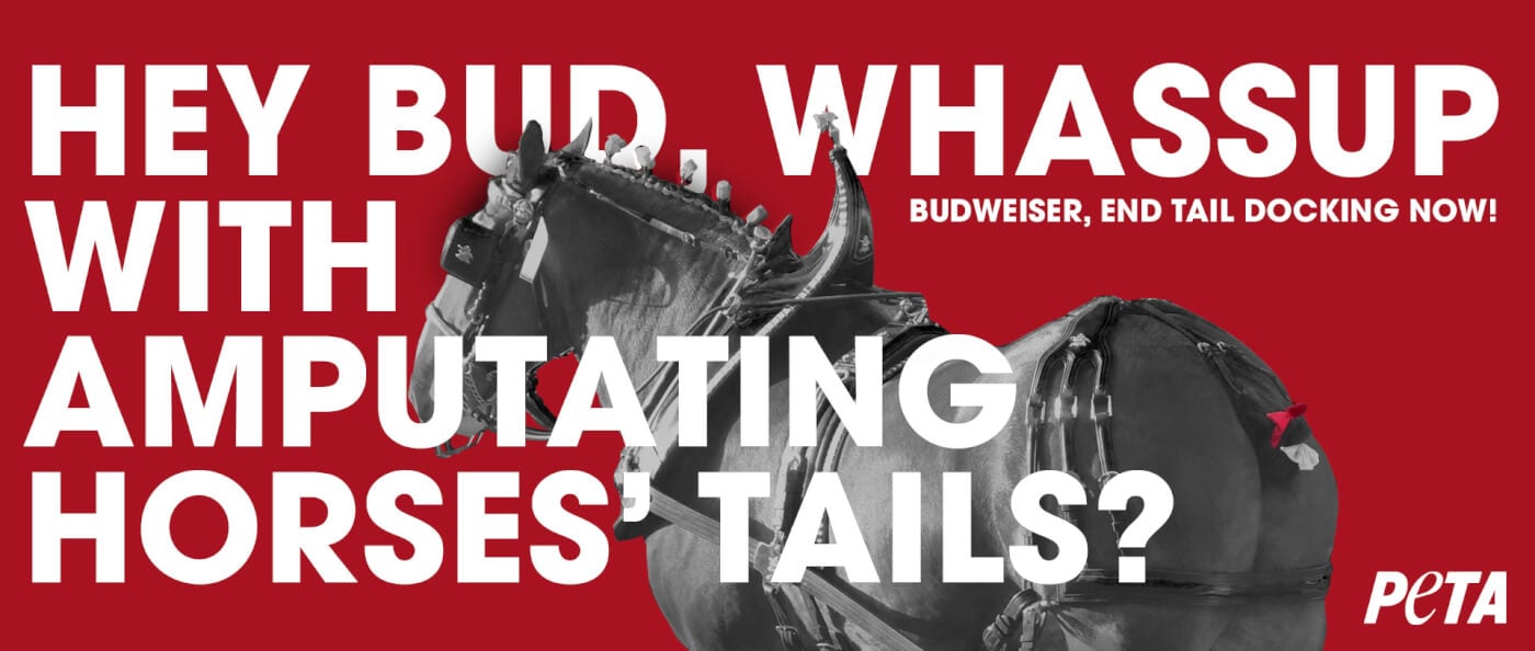 PETA's Budweiser Clydesdales tail docking billboard.
