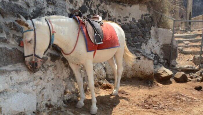 mule against wall santorini Santorini Values Profits Over Animals’ Lives