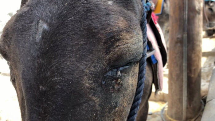 santorini donkey flies in eyes Santorini Values Profits Over Animals’ Lives