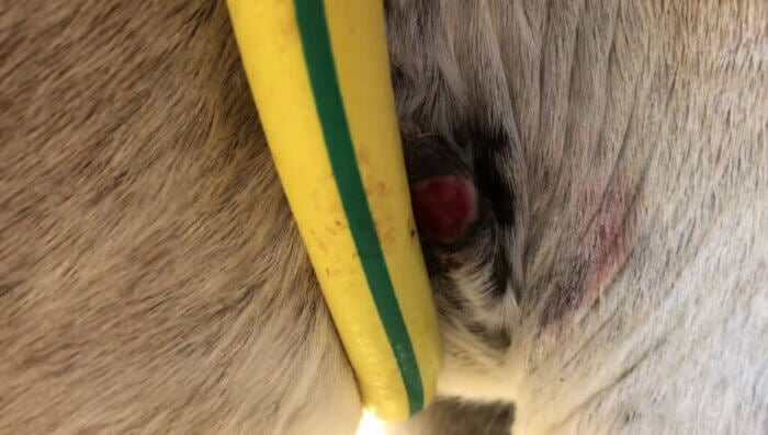 santorini donkey wound saddle Santorini Values Profits Over Animals’ Lives