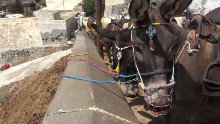 santorini donkeys tied to wall Santorini Values Profits Over Animals’ Lives