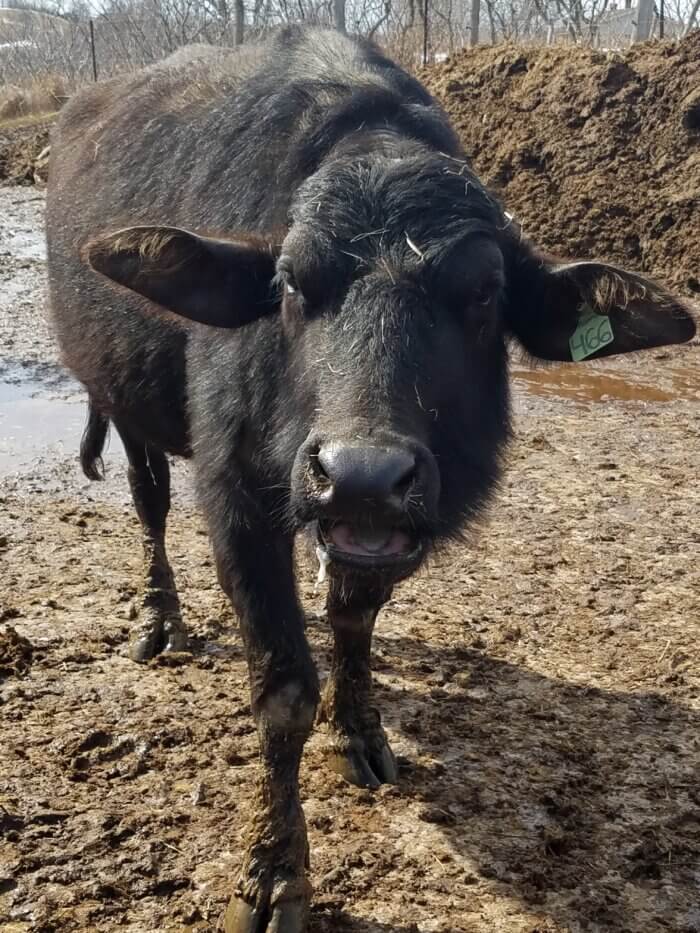 Black water buffalo with foam dripping from mouth at filthy Ontario Water Buffalo Farm