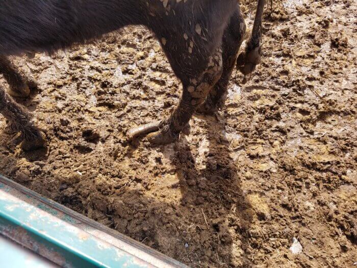 water buffalo with overgrown hoof