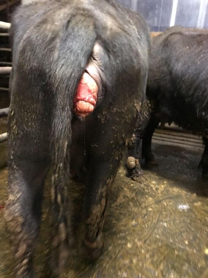 water buffalo on canadian farm suffers from uterine prolapse