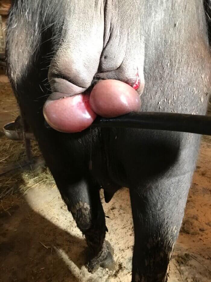 graphic image of uterine prolapse in water buffalo 