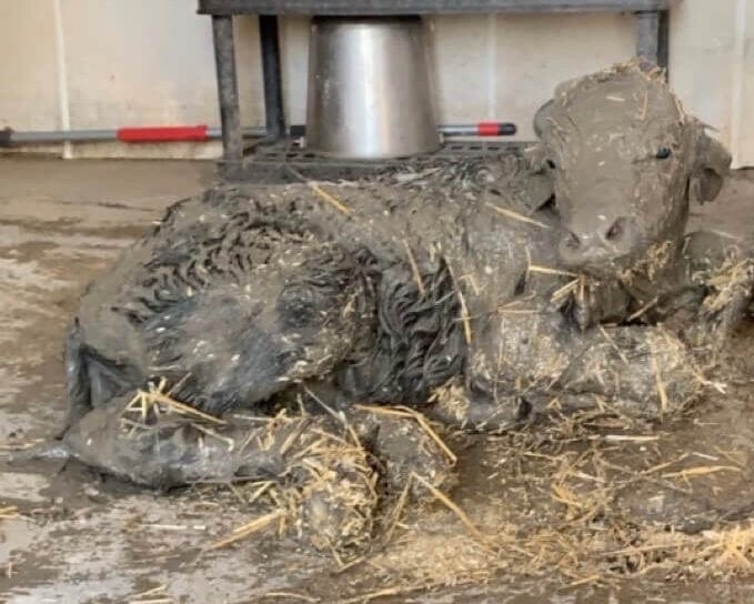 water buffalo calf covered in mud and filth on Canadian farm
