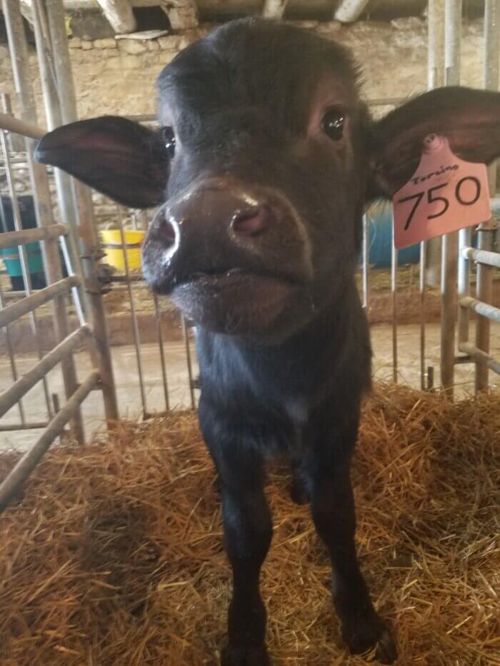 water buffalo calf with tag in ear