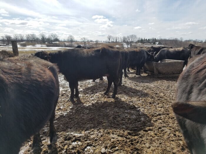 water buffaloes forced to stand outside in Canadian winter