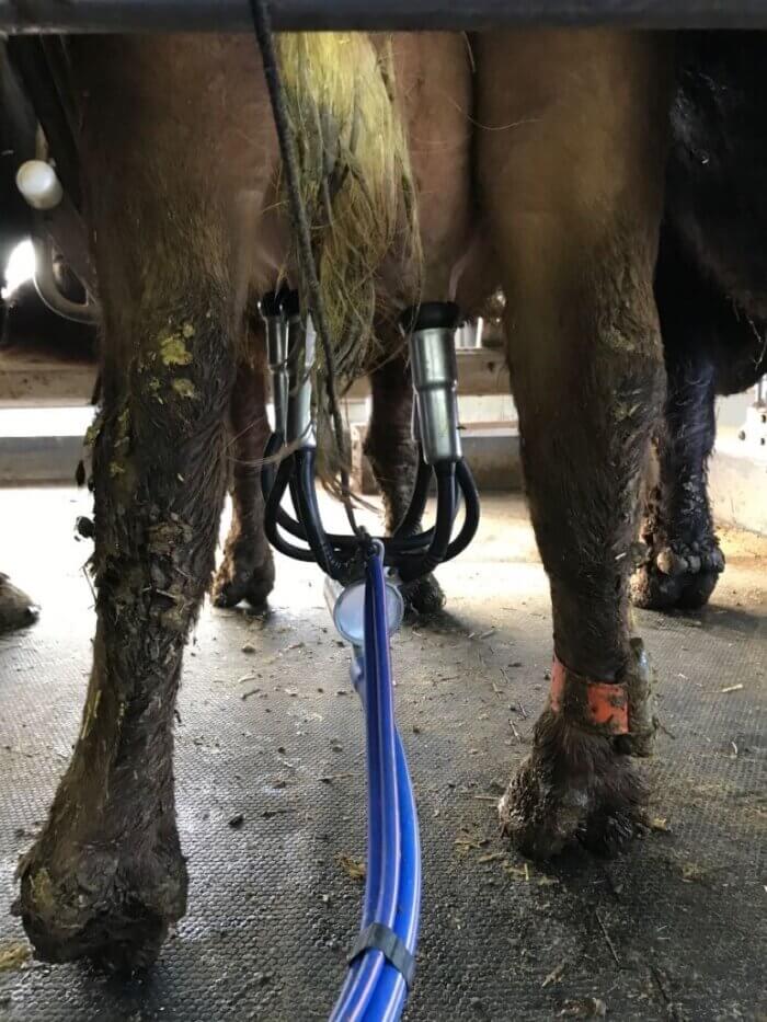 water buffalo hooked up to milking machine