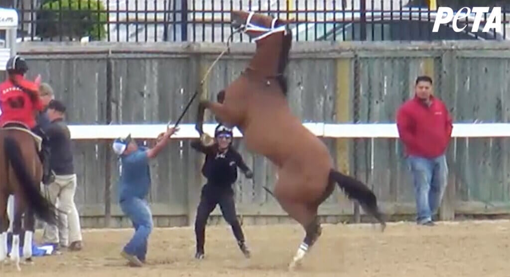 Under tack show juvenile horse.