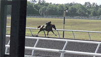Fatal injury of “Hip #1041,” a 2-year-old horse at an Ocala Breeders’ Sales under tack show in April 2023.