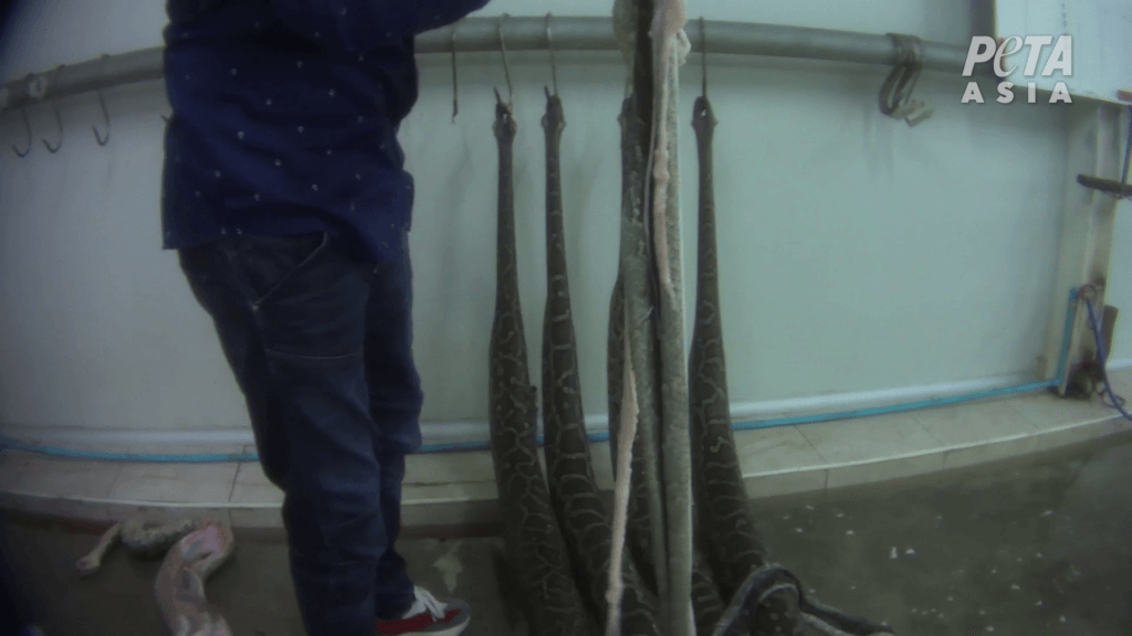 worker inflates and skins snakes on a farm