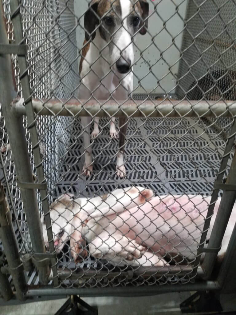several dogs in a kennel at a blood bank