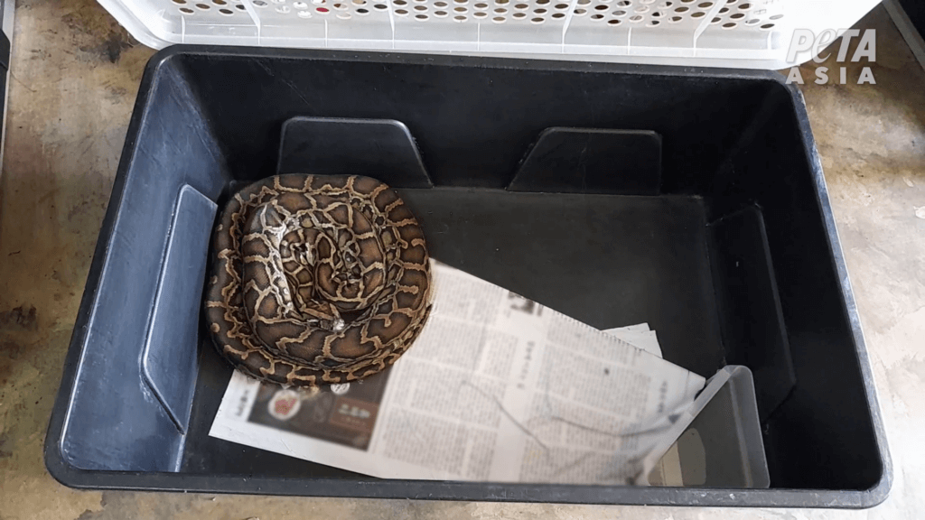 a python in a small box