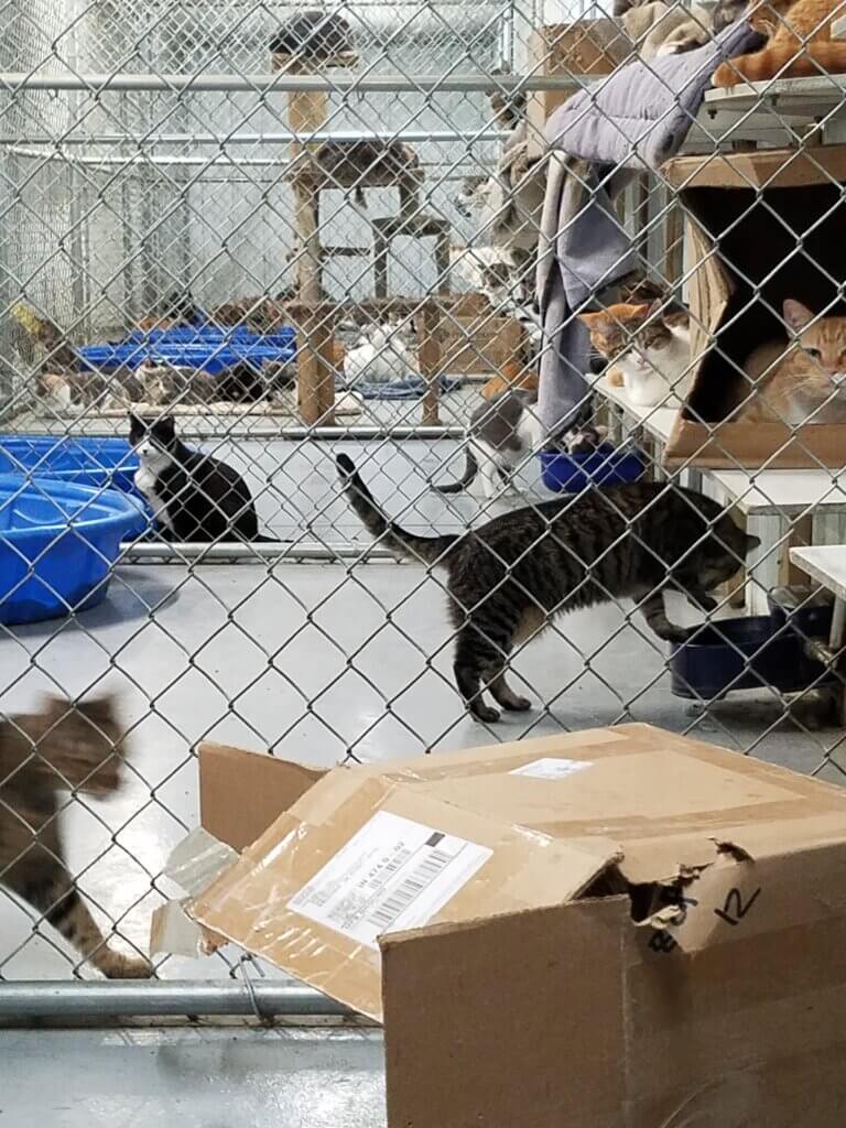 crowded cages full of cats at a captive blood bank that supplies vets
