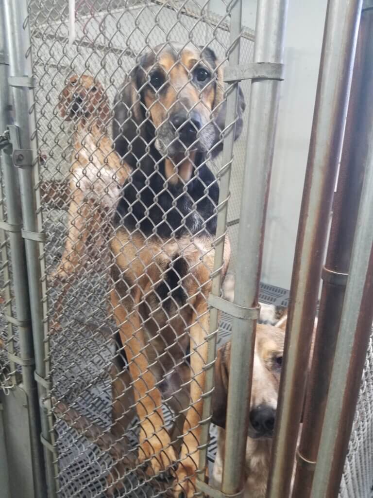 a dog named jovi inside a kennel at a captive blood bank