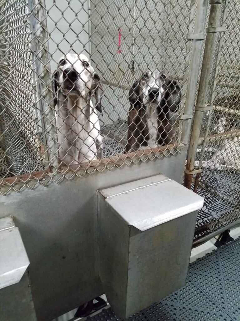 two dogs in a kennel at an animal blood bank in indiana