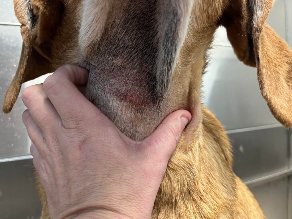 a dog's scarred neck from a debarking surgery