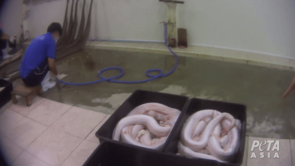 boxes of skinned pythons
