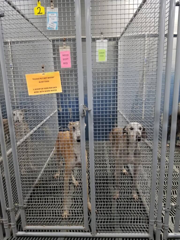 two dogs in a kennel together at a blood bank These Animals Were Bred to Be Living Blood Bags