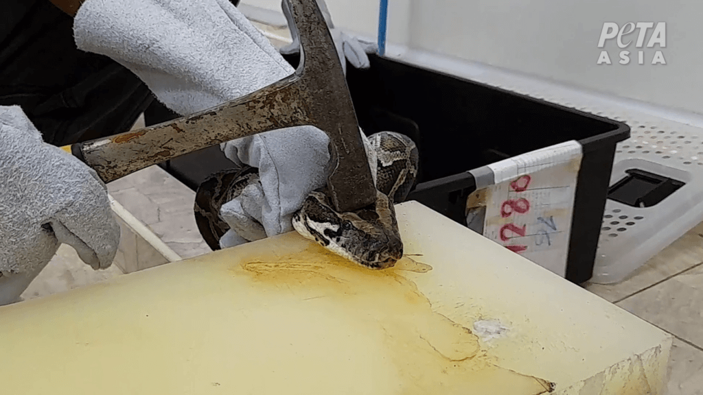 worker hitting python with hammer