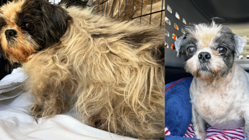 PETA's rescue team gave this dog a much needed grooming