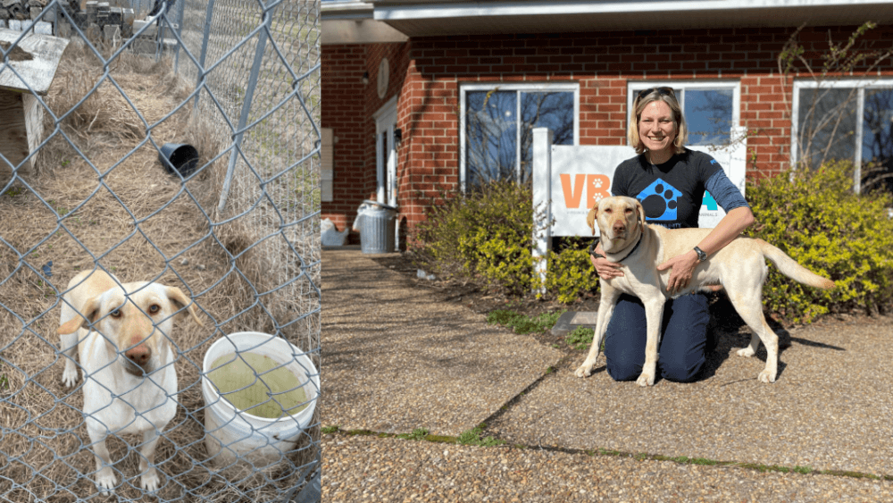 PETA's rescue team was able to secure this dog and gave them a chance at adoption