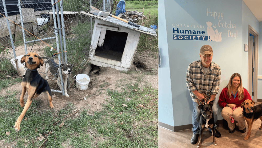 PETA's rescue team helped find Pearl a new home