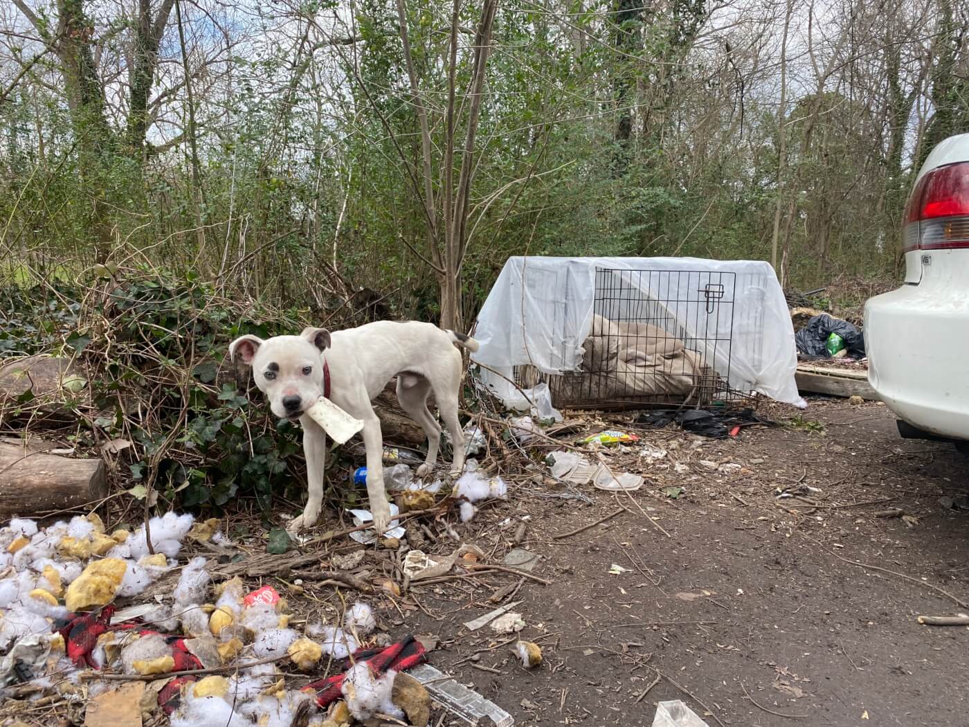 PETAs rescue team visited this "backyard dog" kept in a yard full of trash