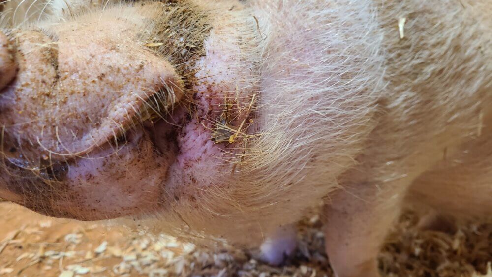 Atlanta Film Animals Management denied an elderly pig named Herbie veterinary care for a facial abscess, which a supervisor said she “popped.”
