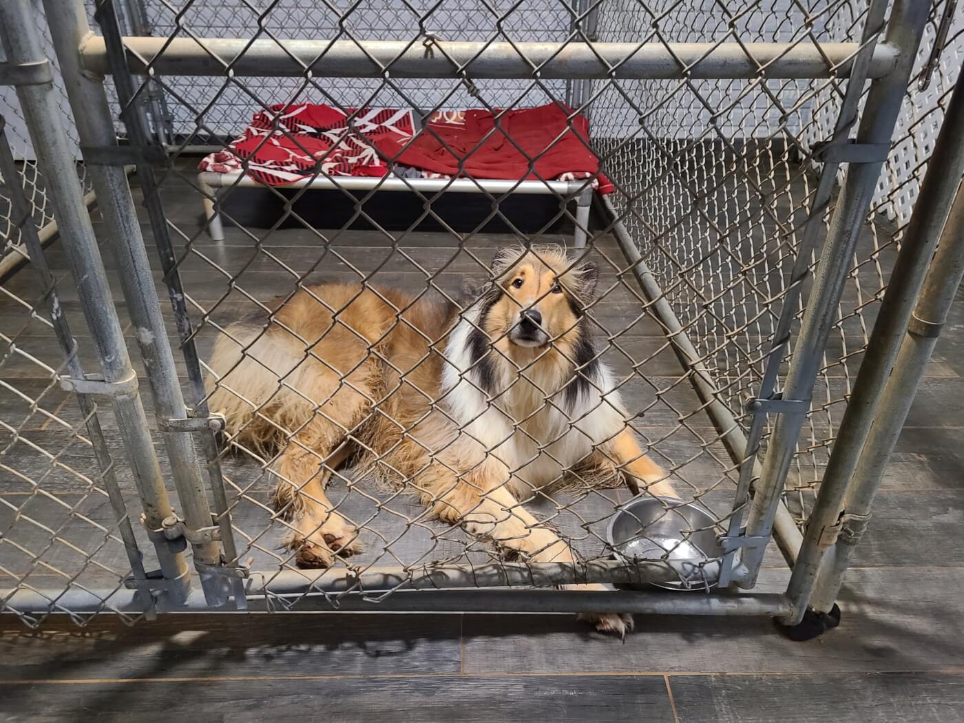 Dallas and other dogs were kept in an unheated garage—most with only a cot and a single blanket—in temperatures as low as 35 degrees.