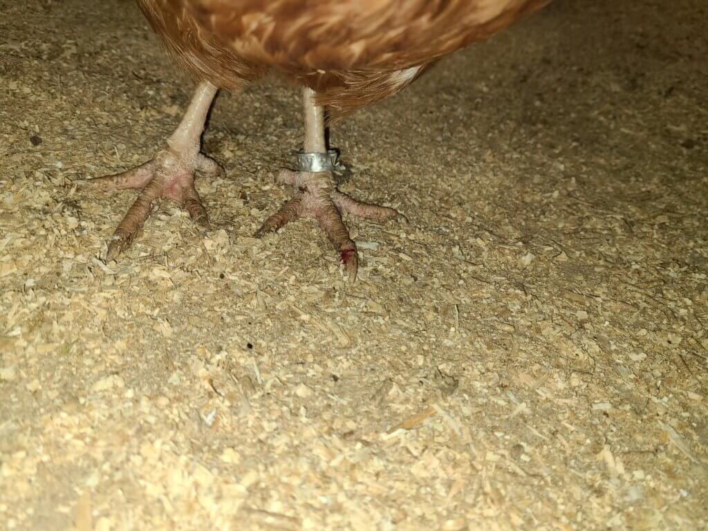 Many chickens had scaly legs and feet, some of which were swollen and even bloody. A worker at Atlanta Film Animals said they had leg mites and bumblefoot and that they hadn’t been seen by a veterinarian.